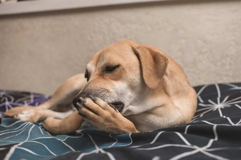 Dog Paw Allergy Issues: 6 Tips to Help Your Dog [With Pictures]