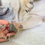 Treating Dog Paws with Fungal Infections [Vet Advice]