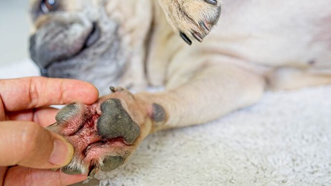 Treating shop dog paws