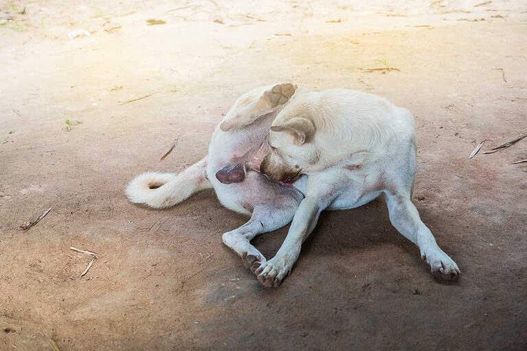 Dog Smegma Infections: When to Worry and What to Do