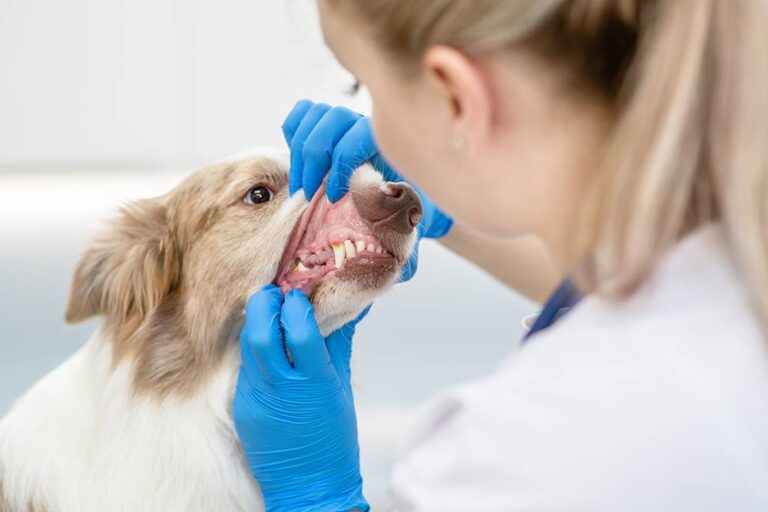 Dog With Brown Teeth [With Pictures]: What You Need to Do