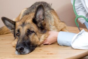 Dog With Diarrhea at Night: How to Stop Waking Up to A Mess