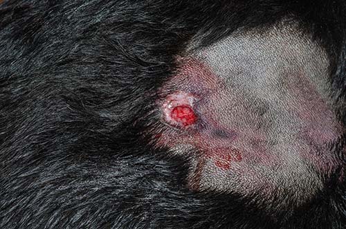 A deeper wound on Dog