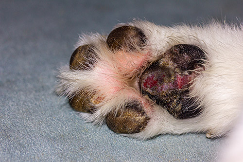 A dog with injured paw