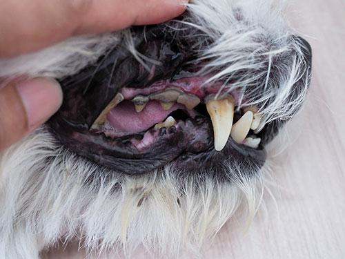 Dog oral and dental health of tooth 