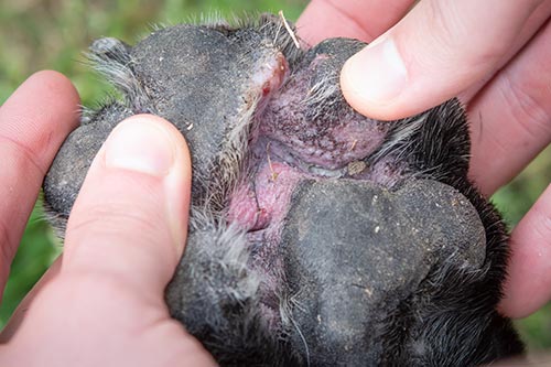  red and swollen canine paw with open wounds