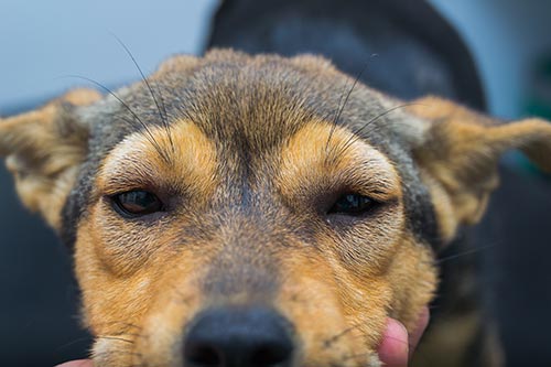 anaphylactic  in dogs