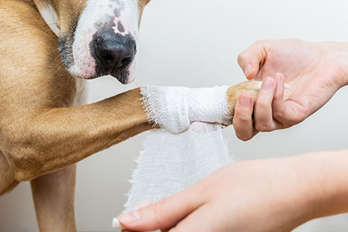 dog with bandage around their front legs