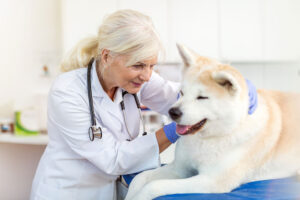 What is My Dog’s Life Expectancy With Cushing’s Disease? A Vet Weighs In