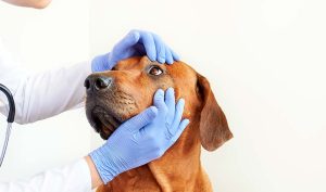 Dog’s Third Eyelid
