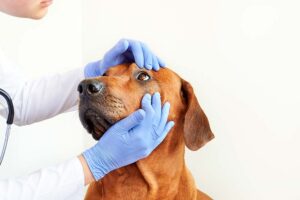Dog’s Third Eyelid: What It Is & Top Issues [Vet Ophthalmologist Answer]