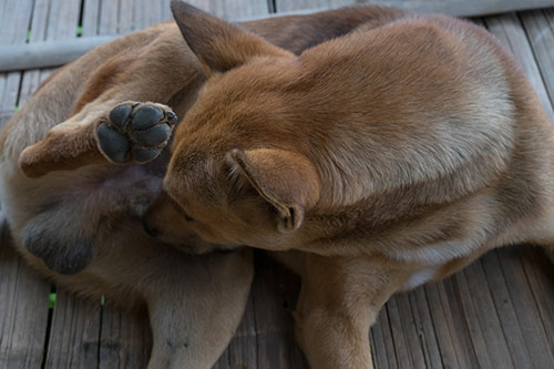 Dogs are cleaning the penis