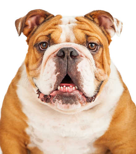 english bulldog portrait