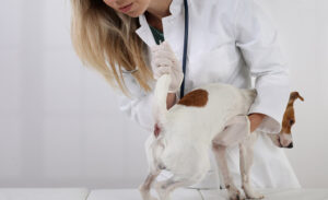 Vet Explains How Often to Express Dog’s Anal Glands