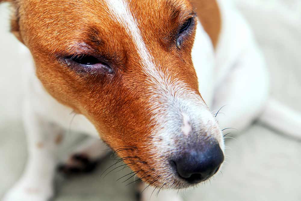 Is It a Dog Eye Allergy or an Eye Infection? How to Tell the Difference