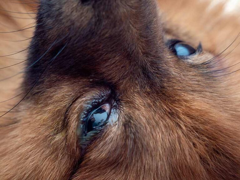 Is It a Dog Eye Allergy or an Eye Infection? How to Tell the Difference