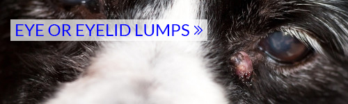 eye lumps