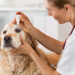 Eyes Allergy in Dogs