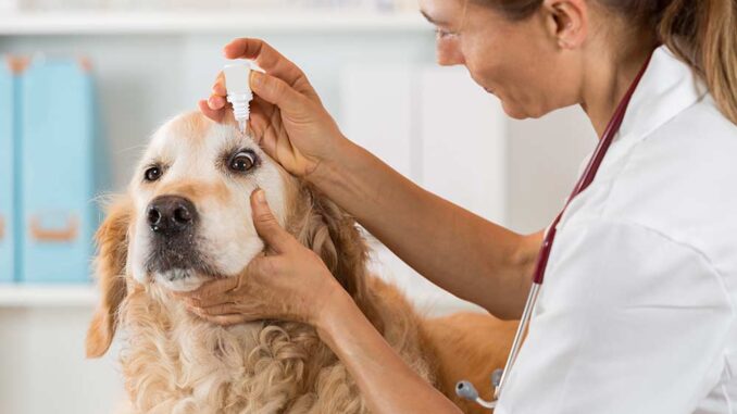 Eyes Allergy in Dogs