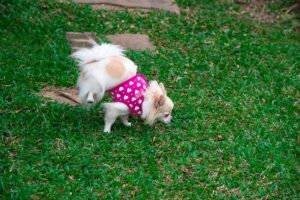 Female Dog Peeing Blood But Otherwise Acting Normal: Is It Serious?