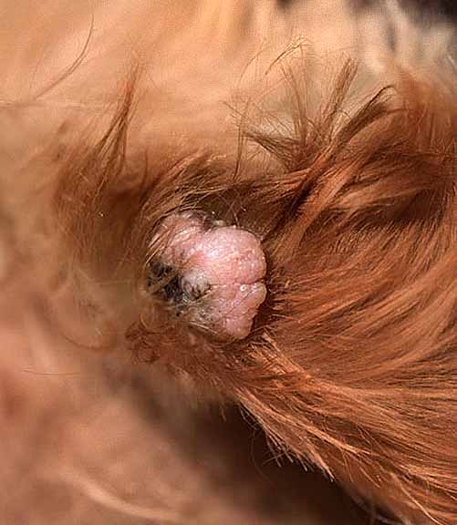 can a collar cause a skin tag on my dog