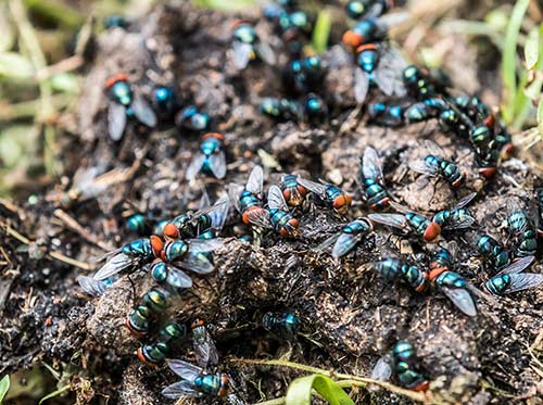 Fly larvae dog poop spots