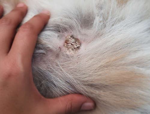 Follicular Hamartoma picture on a dog with white hair