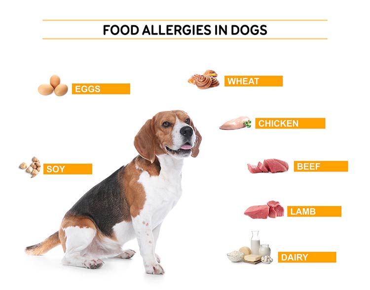 common food allergies in dogs