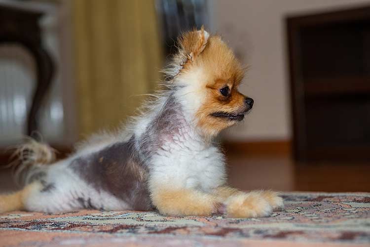 German spitz pomeranian dog sitting