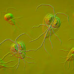 Pictures of Dog Poop With Giardia: 5 Vet-Reviewed Examples