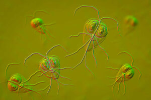 Pictures of Dog Poop With Giardia: 5 Vet-Reviewed Examples