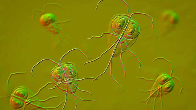 giardia virus picture