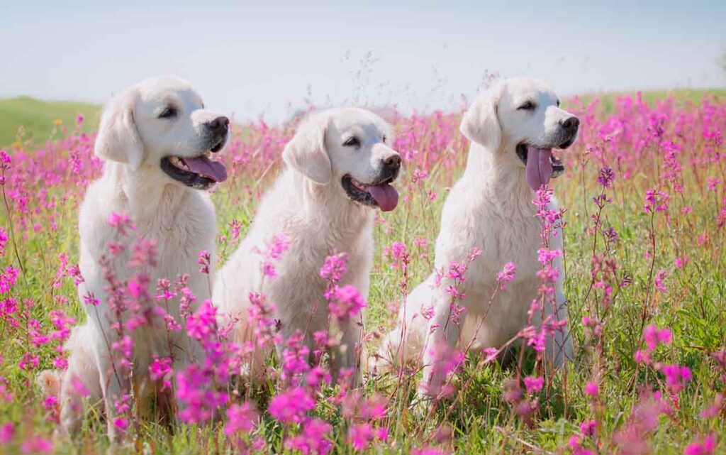 3 white golden retrievers sitting in the middle of flowers outdoors