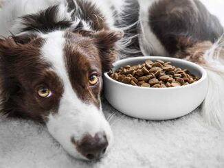 Grain Allergy in Dogs
