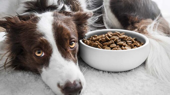 Grain Allergy in Dogs