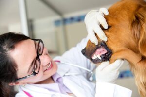 Gum Dehydration in Dogs: What it Looks Like [With Pictures & Vet Advice]