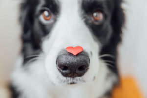How Long Dogs Live with Congestive Heart Failure [Life Expectancy]