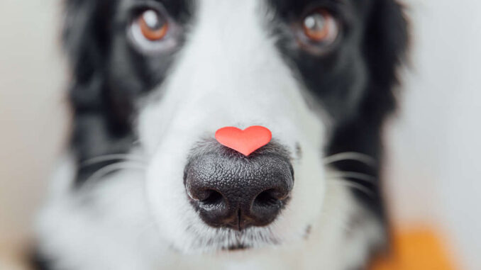 dog with little heart sticker on the nose