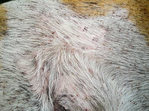 Heavy lice infestation on a dog