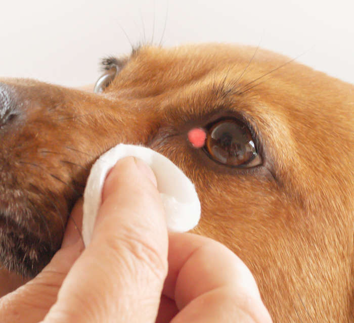 histiocytomas on a dog's eyelid