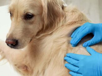 Home Remedies for Dog Skin Infections