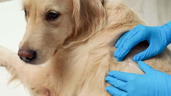 Home Remedies for Dog Skin Infections