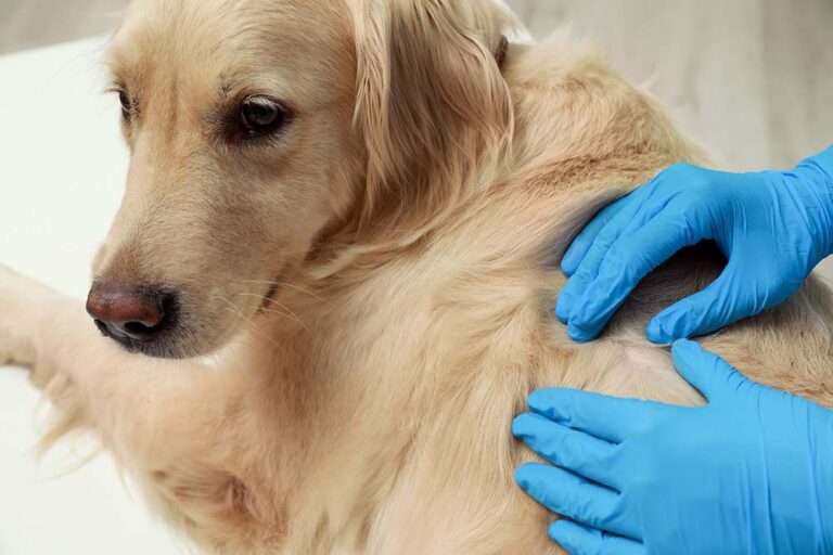 Home Remedies for Dog Skin Infections & When to Call a Vet