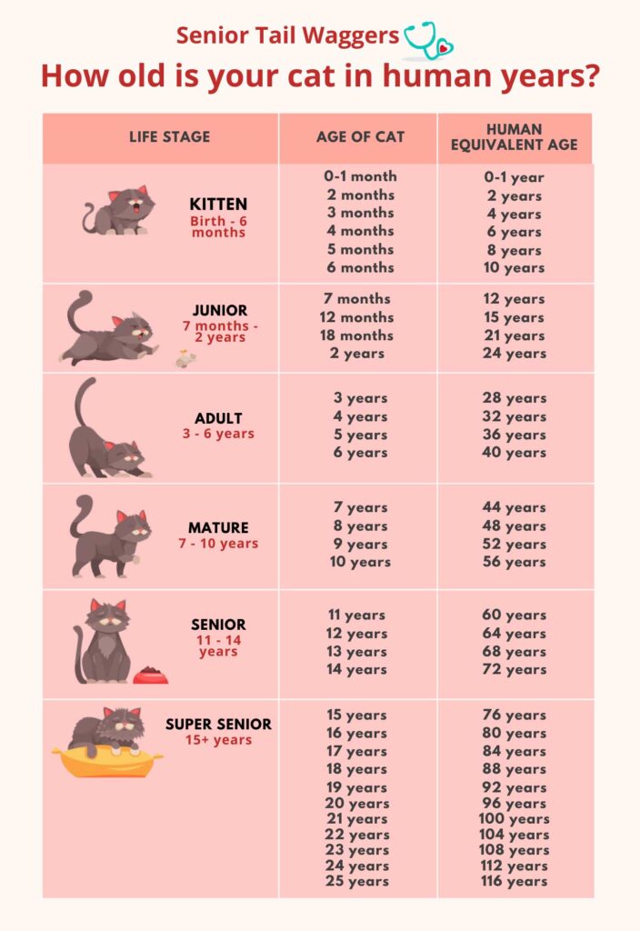 Cat in store human years calculator