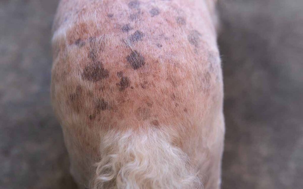 hyperpigmentation and black spots on a dog's skin
