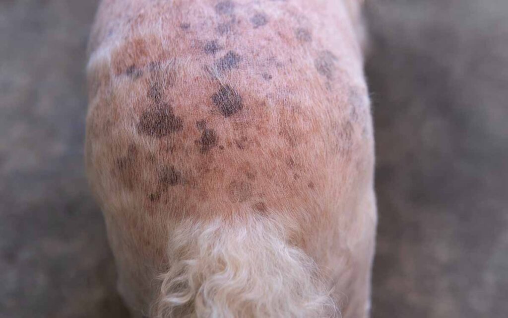 black-spots-on-dog-skin-common-causes-and-what-to-do-senior-tail-waggers