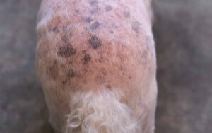 Hyperpigmentation on vet dog