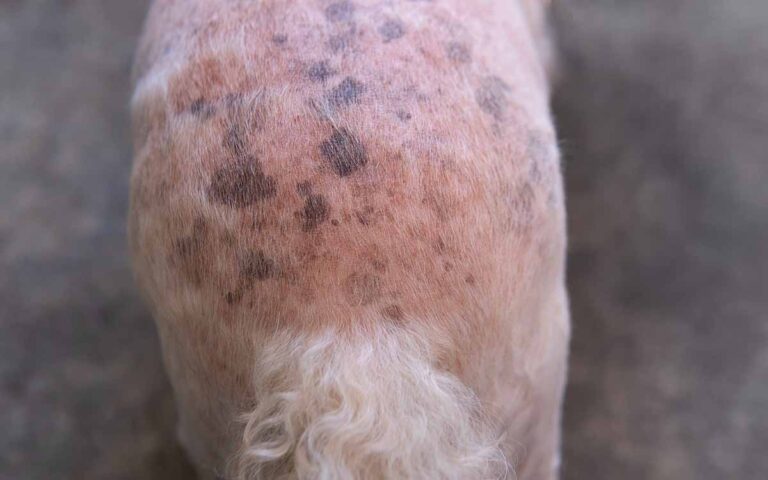 Black Spots on Dog Skin: 10 Causes [Pictures + Vet Advice]