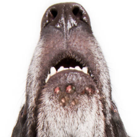impetigo bacterial skin infection on dog's chin