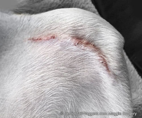 Day 12 Incision recovery in a dog after luxating patella surgery